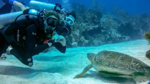 Akumal Turtle Snorkeling