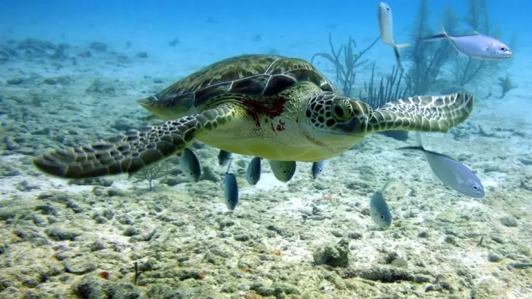 akumal-turtle-snorkeling-turtle