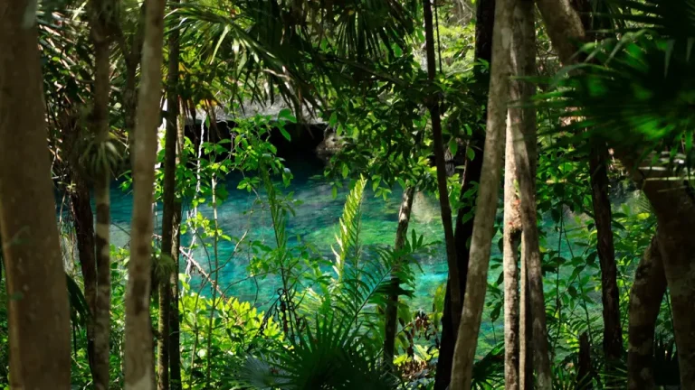cenotes-des-ojos-trees