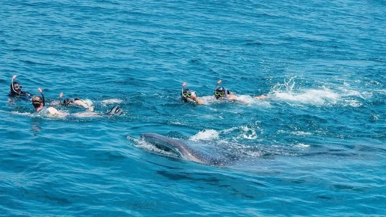 holbox-whale-shark-swim