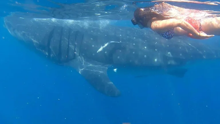 holbox-whale-shark-swim2