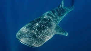 Holbox Whale Shark Experience
