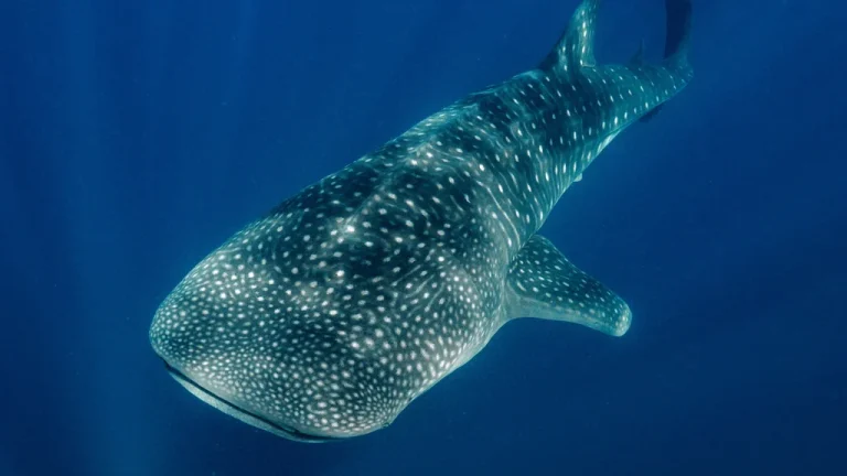 holbox-whale-shark-underwater
