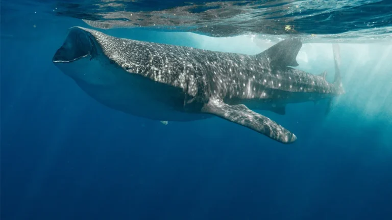 holbox-whale-shark-underwater2
