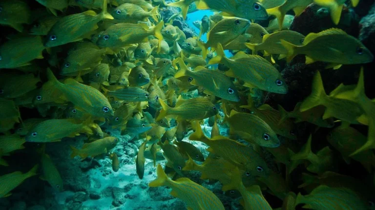 puerto-morelos-fish